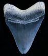 Beautiful Bone Valley Megalodon Tooth #5634-2